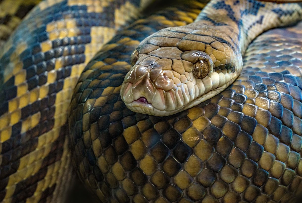 Python
