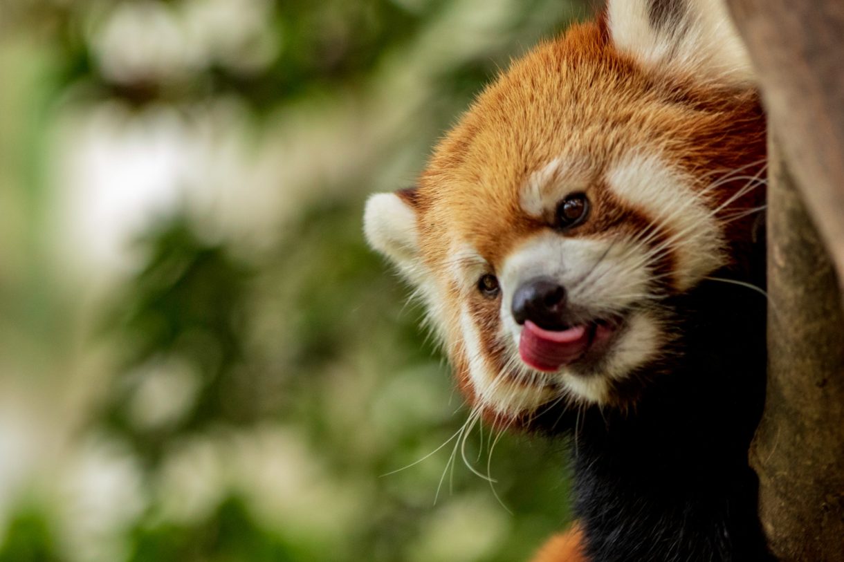 Roter_Panda