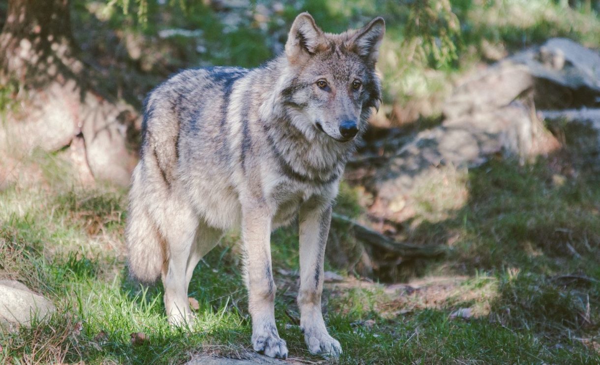 Wolf