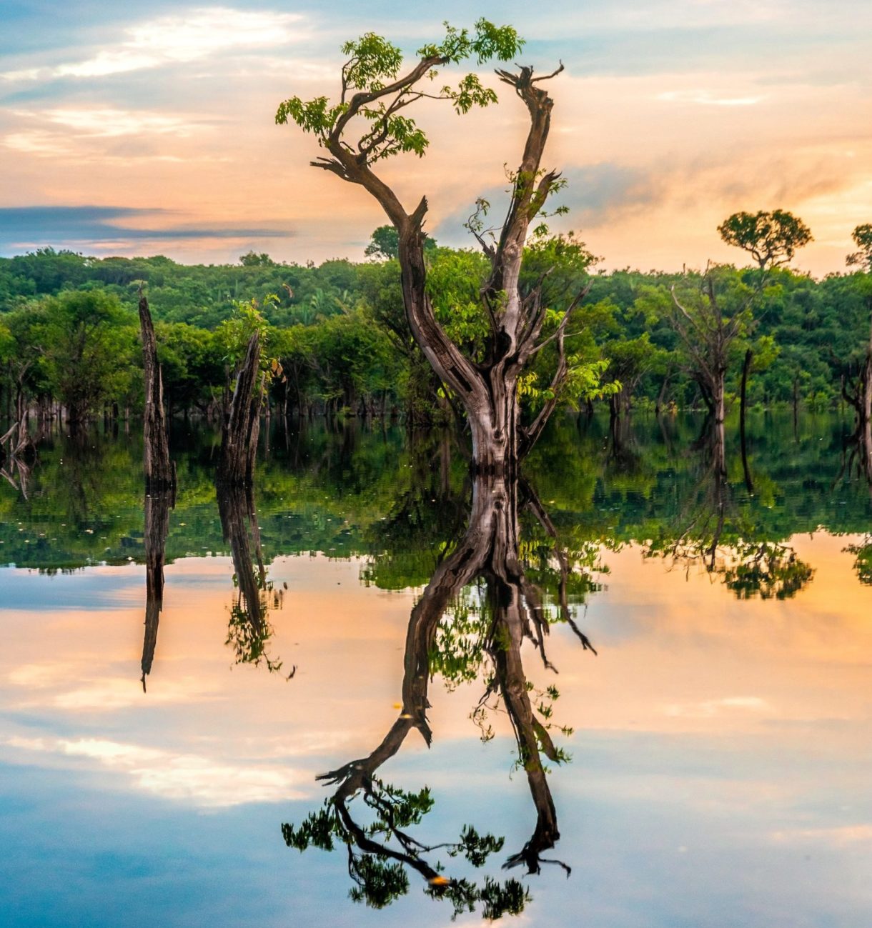 Amazonas