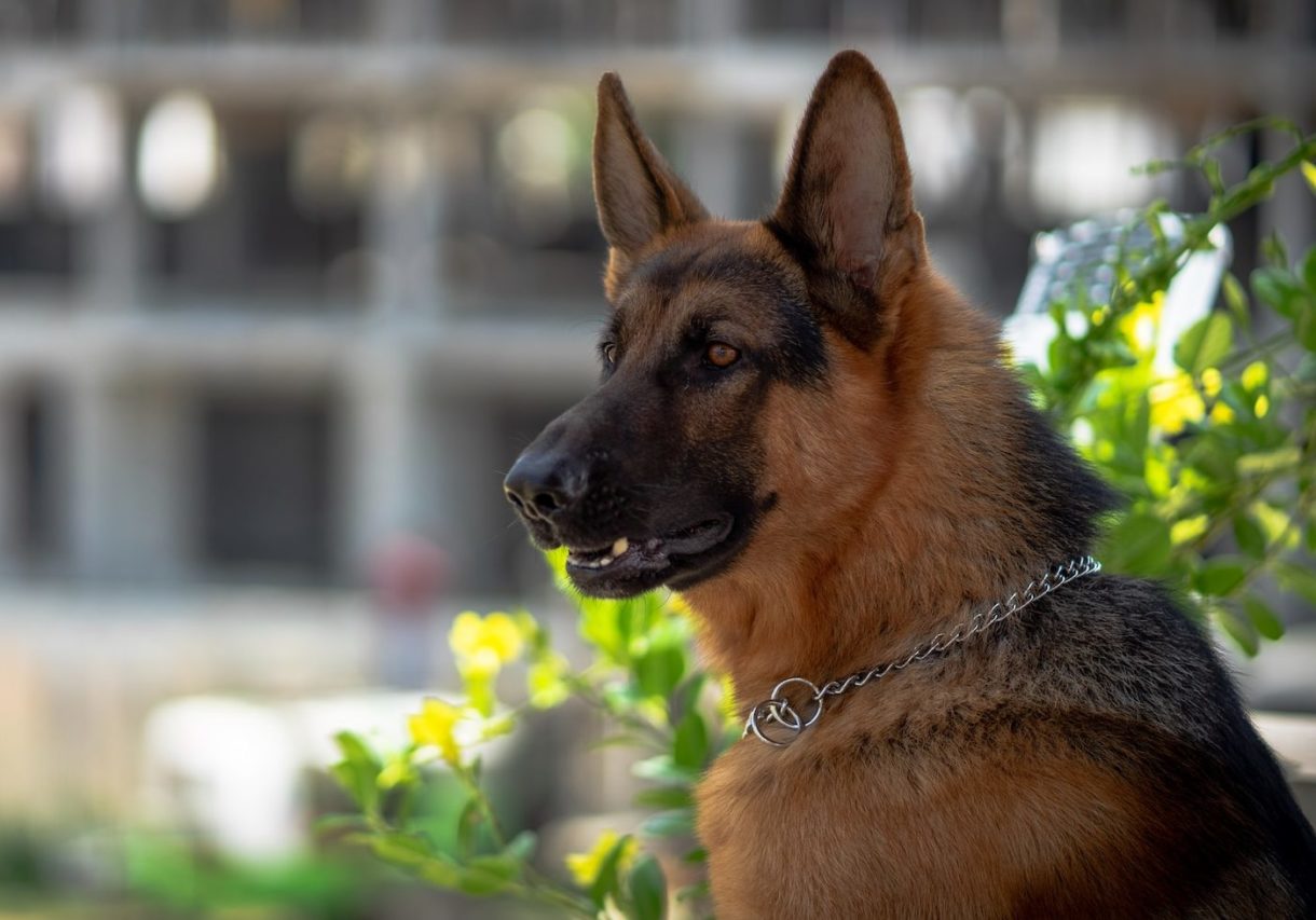 Schaeferhund