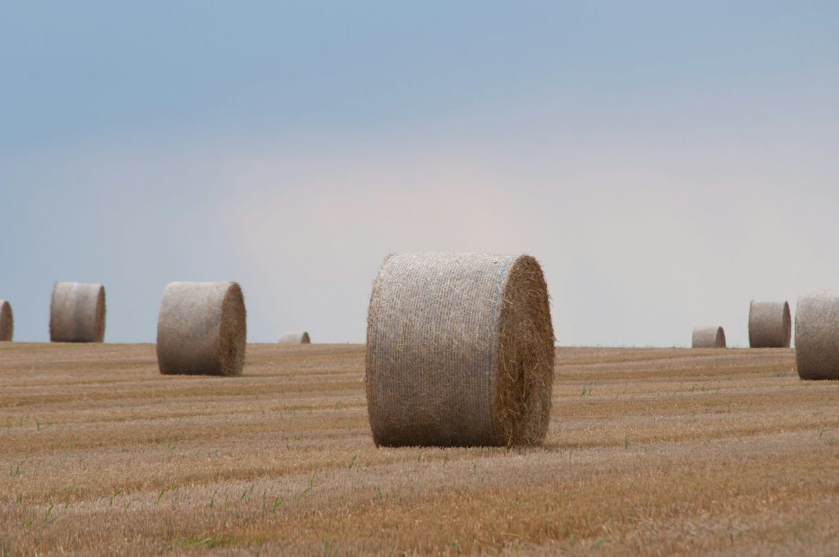 Landwirtschaft