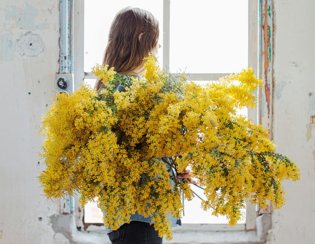 Mimosa