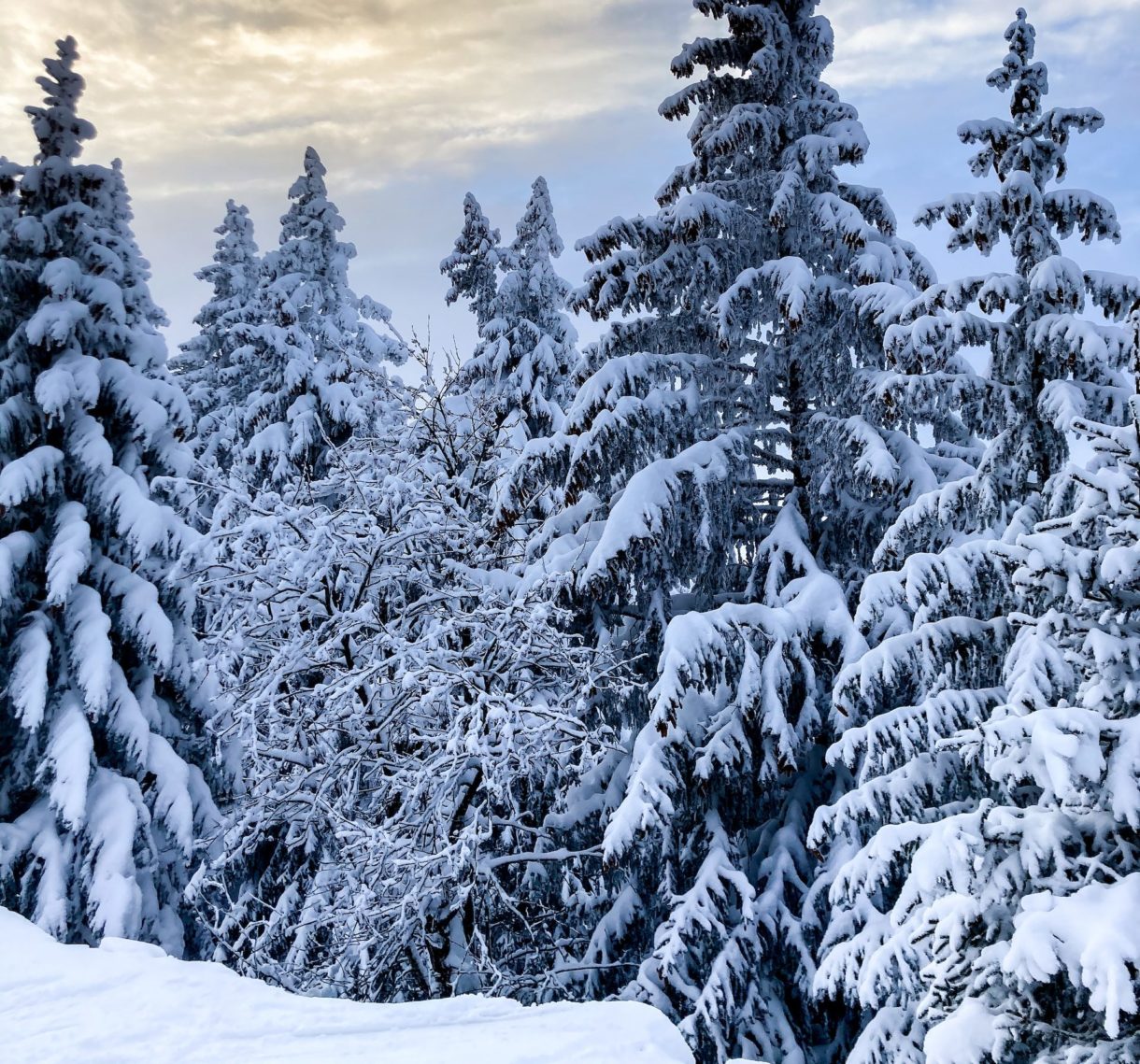 Schnee_Winter