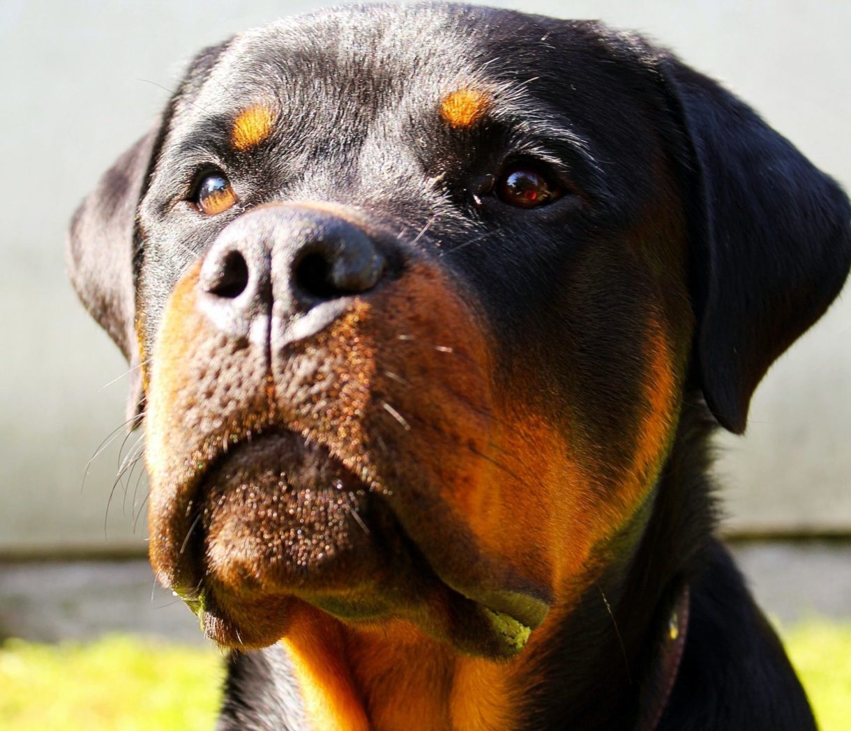 Rottweiler