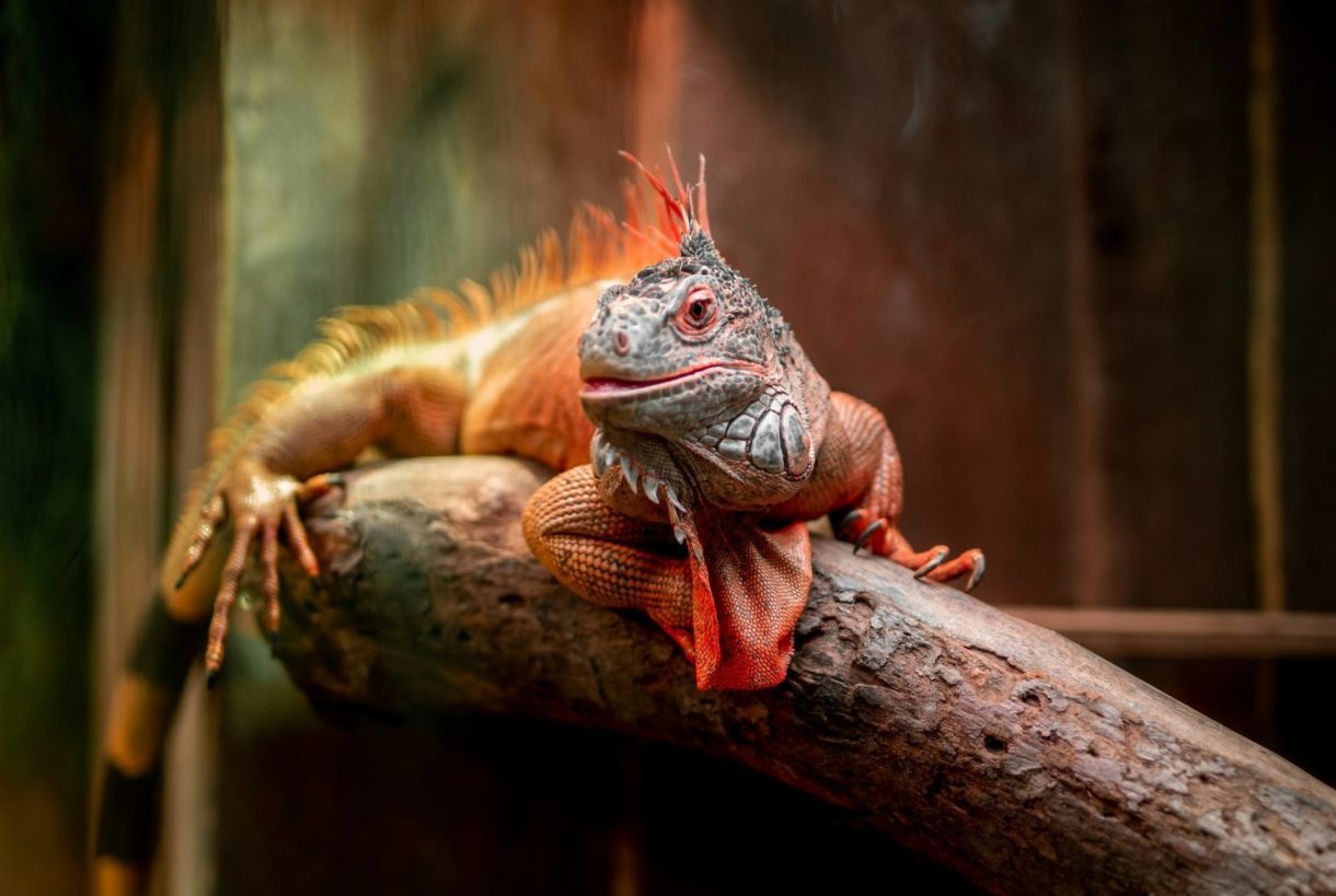 Leguan