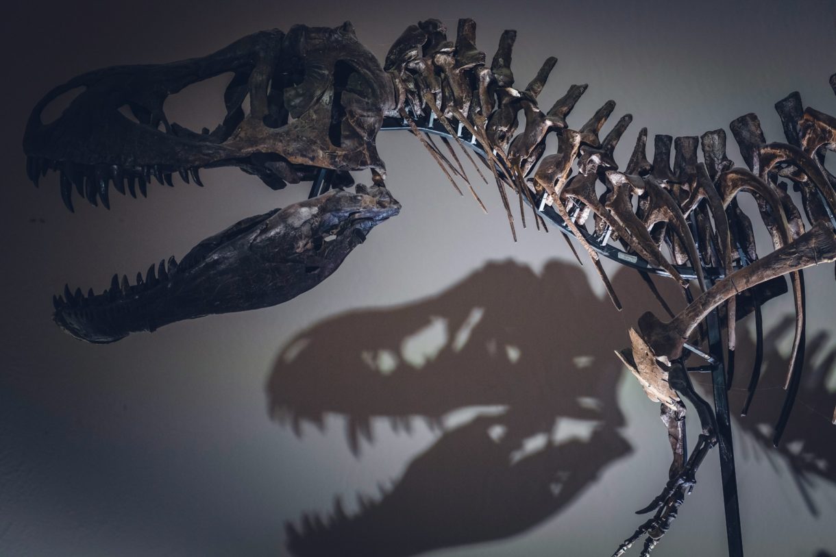 Dinosaurierskelett