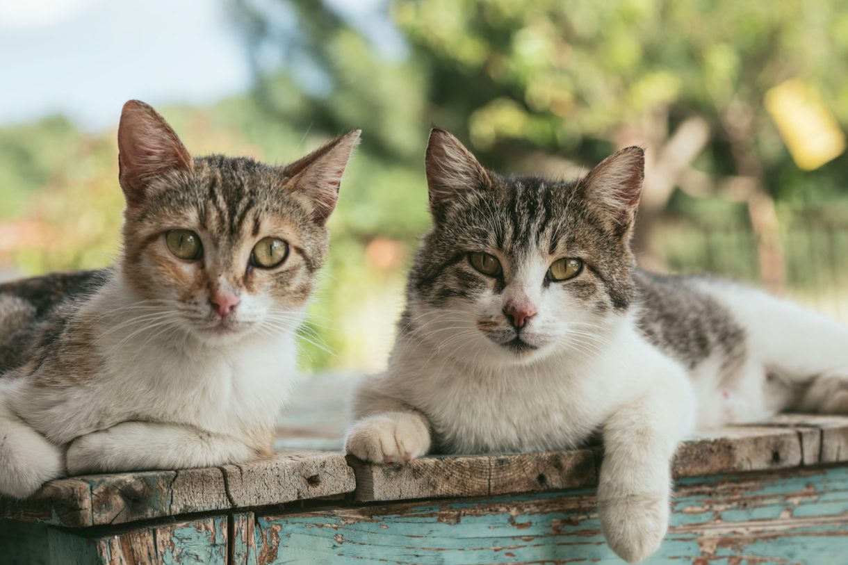 In Würde schnurren – Eine kleine Ehrenrettung der Katze