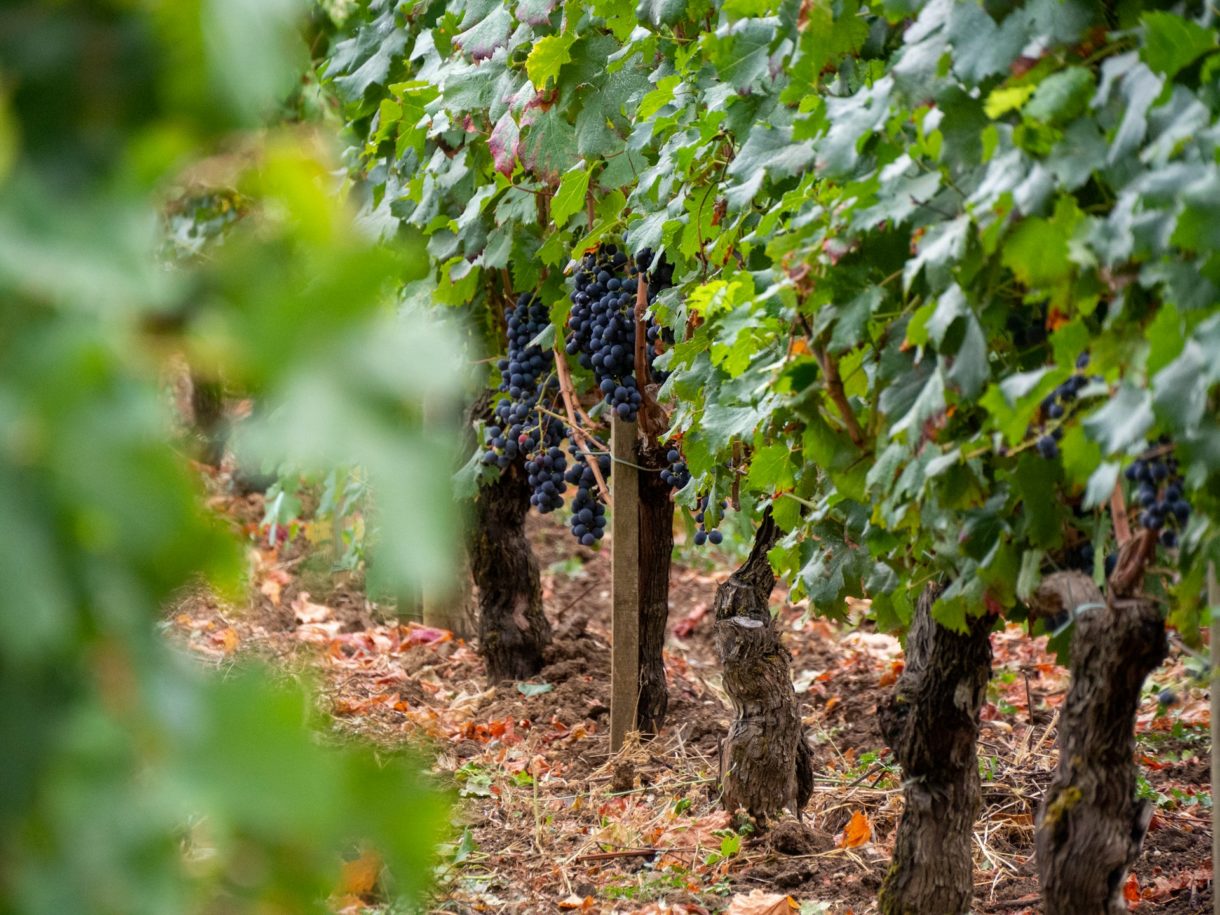 Bordeau_Rotwein_Trauben
