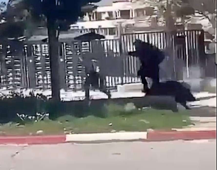 Wildschwein verursacht Aufregung in einer Marseiller Schule