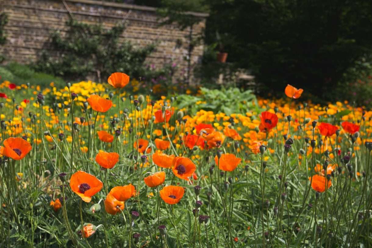 Blüten_Unkraut
