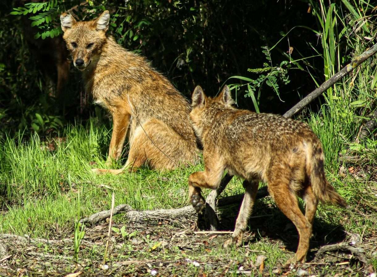 Pyrénäen: Sichtung eines Goldschakals in Spanien – ist das ein Grund zur Sorge?