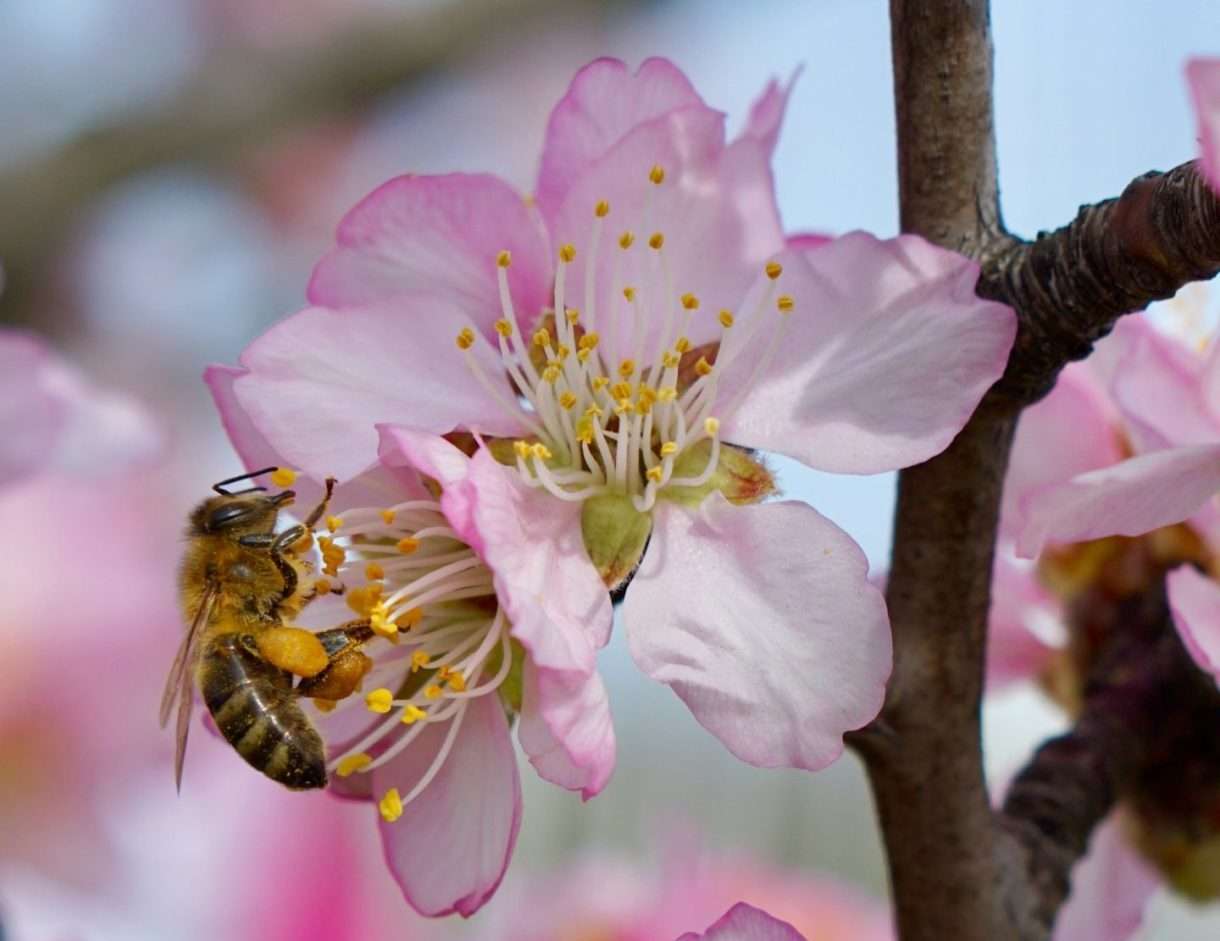 Mandelblüte