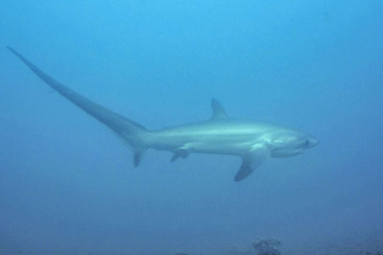 Überraschungsfang in der Bretagne: Ein 100-Kilo-Fuchshai im Netz