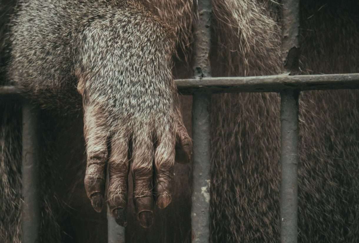 Editorial: Warum der Internationale Tag zur Abschaffung der Tierversuche zum Umdenken einlädt