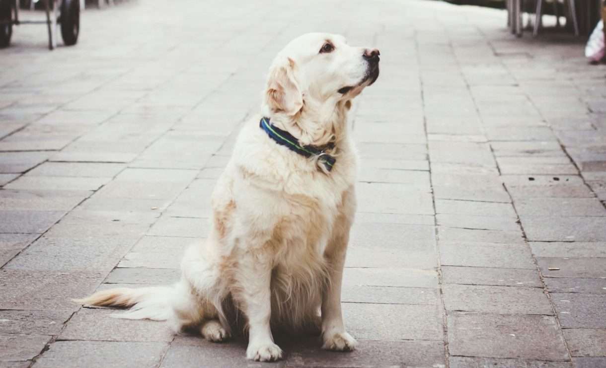 Hundehaltung