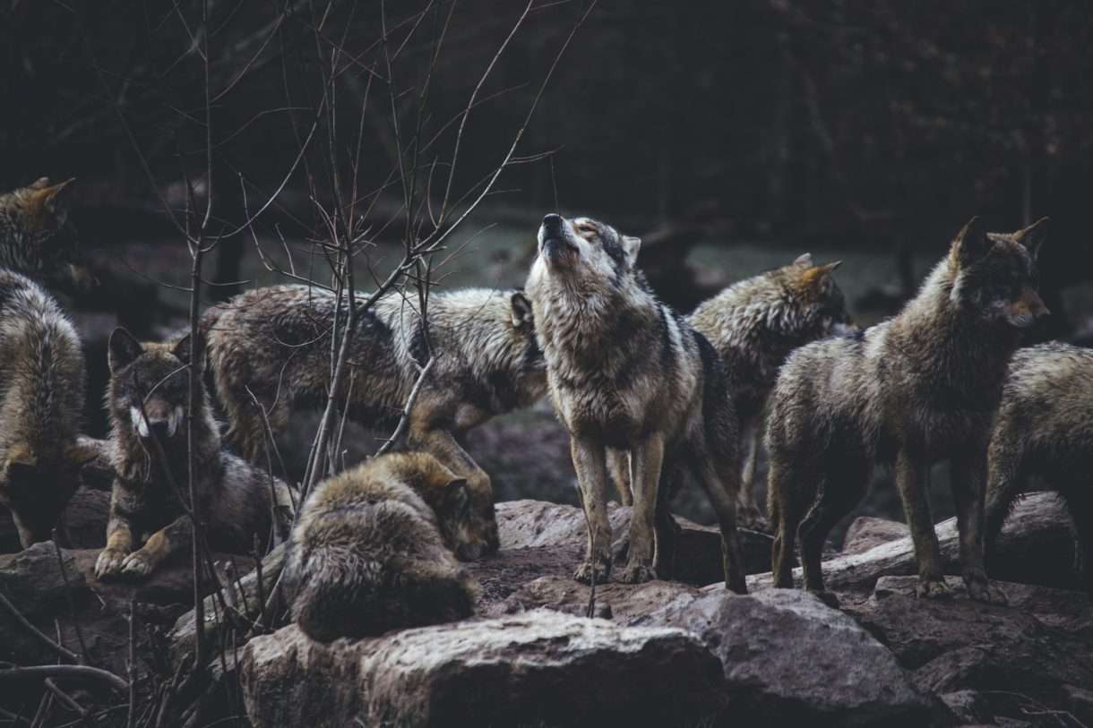 Begegnungen in der Wildnis: Sollten wir uns in Frankreichs Natur vor Wölfen und Bären fürchten?