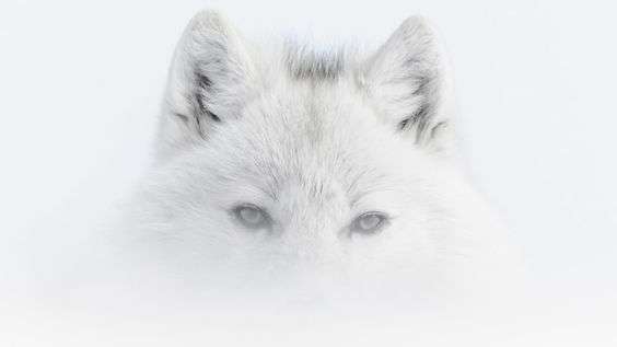 Vincent Munier: Ein Blick in die Wildnis – Eine Ausstellung in Arc-et-Senans