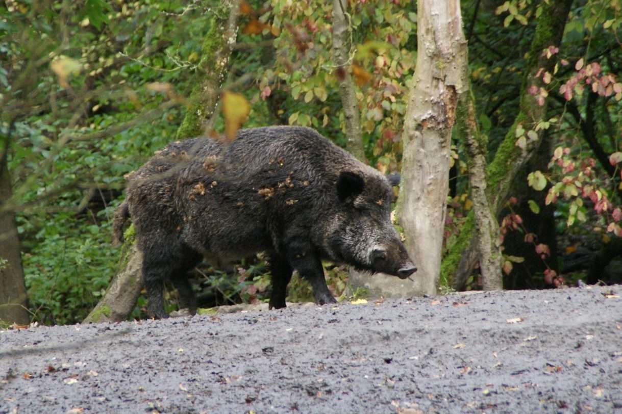 Wildschwein-Alarm in Saint-Maximin: Wenn die Natur vor der Haustür steht