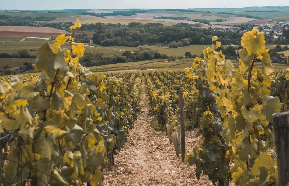 Verheerende Unwetter im Chablis: Ein Großteil der Weinberge zerstört