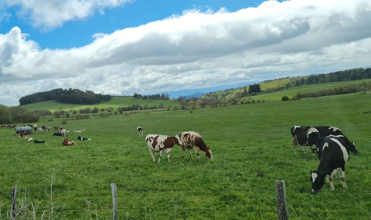 Auvergne_Kühe