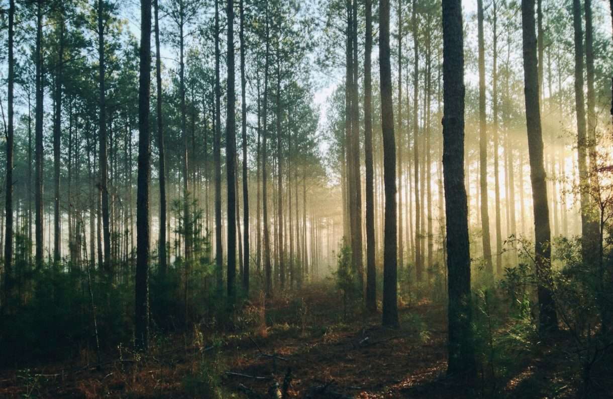 Klimawandel in der Franche-Comté: Neue Baumarten für eine nachhaltige Zukunft