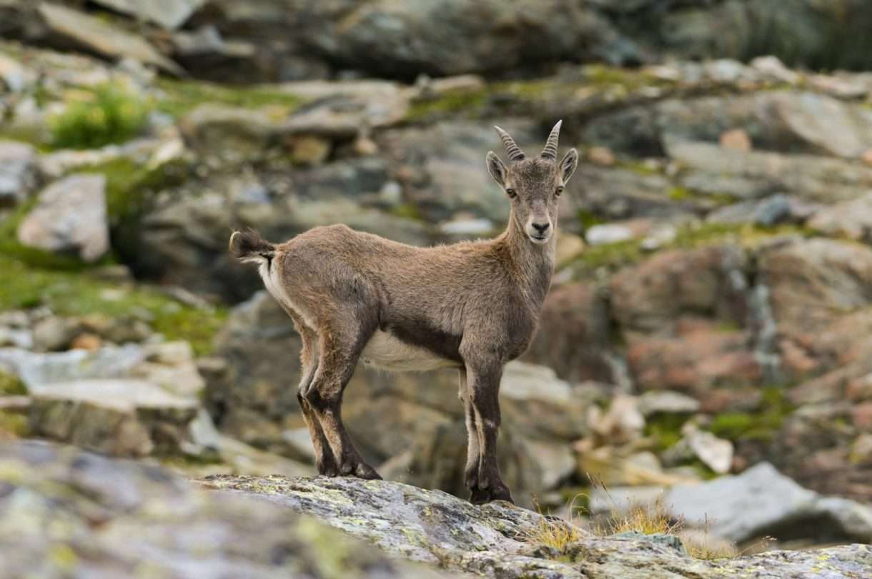 Rückkehr des iberischen Steinbocks: Ein Erfolg in den Pyrenäen