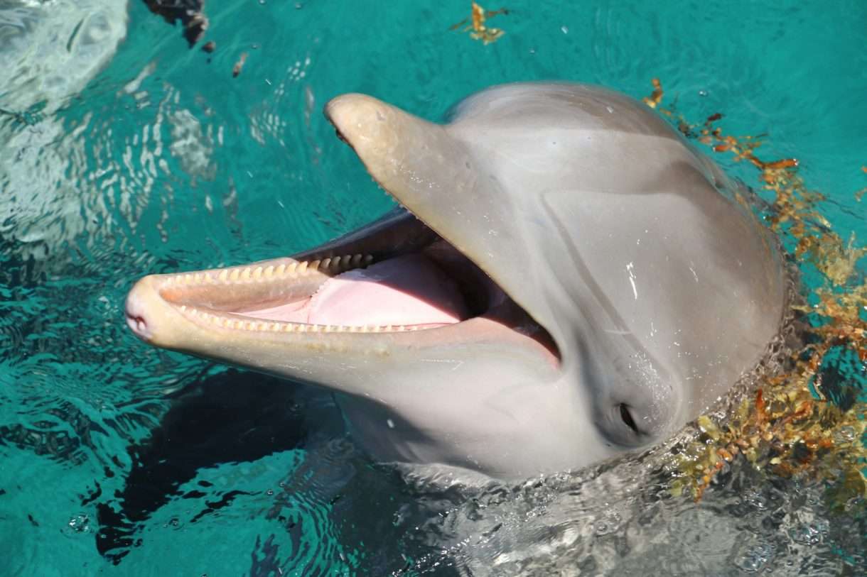 Delfin-Spektakel im Vieux-Port: Ungewöhnliche Gäste in La Rochelle