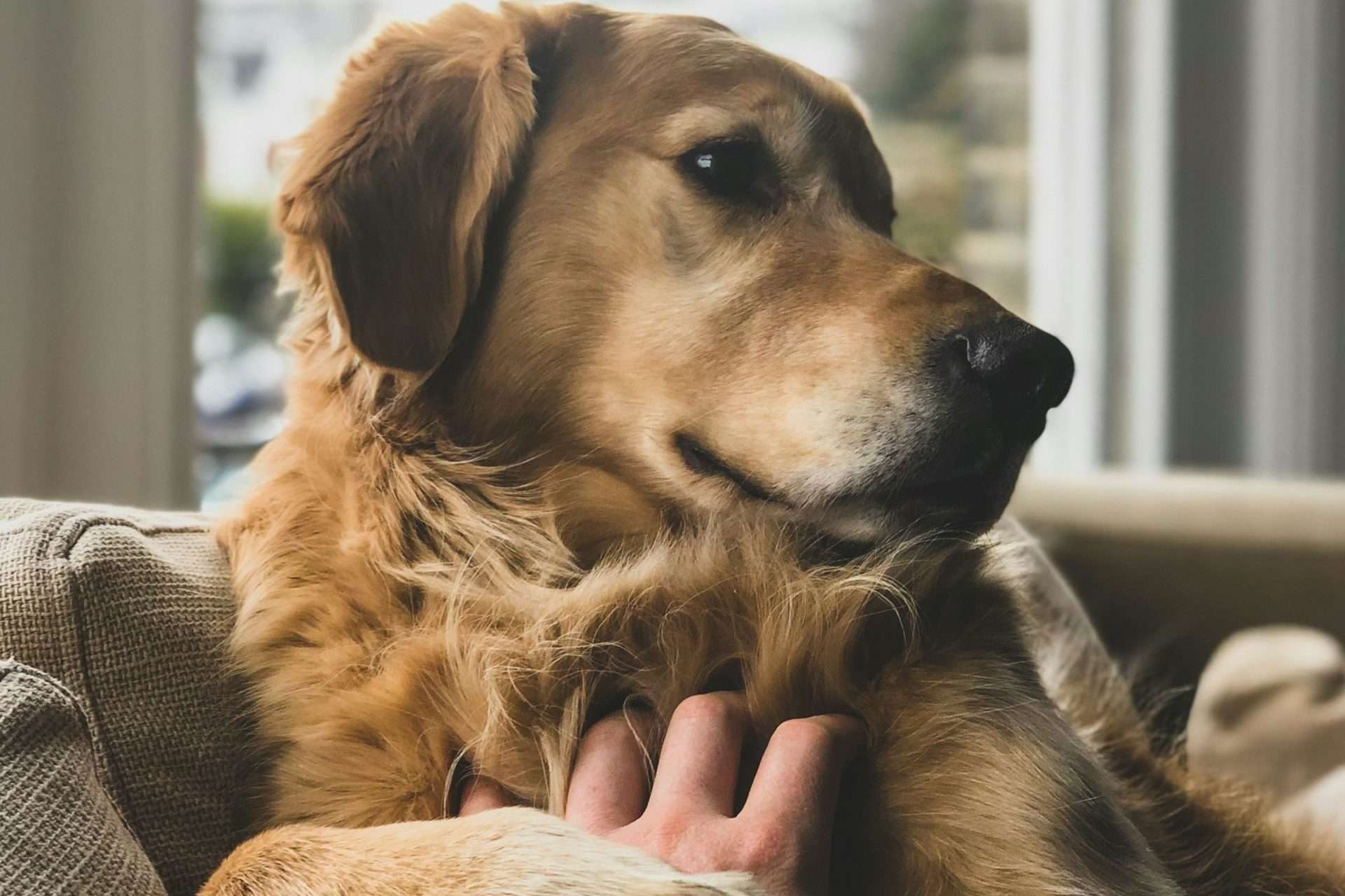 Ein Hund als Assistent beim Zahnarzt: Eine beruhigende Innovation in Brest