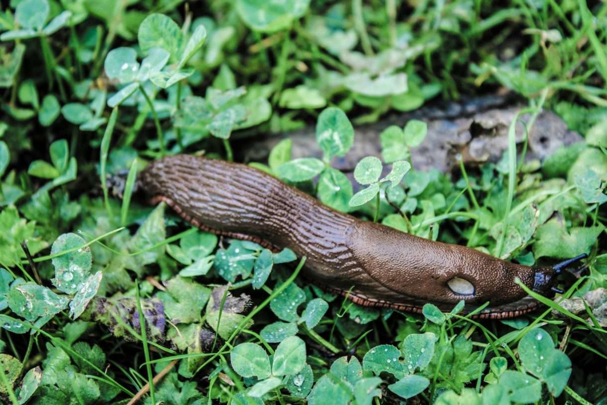 Regen und Schnecken: Eine Invasion im Frühling