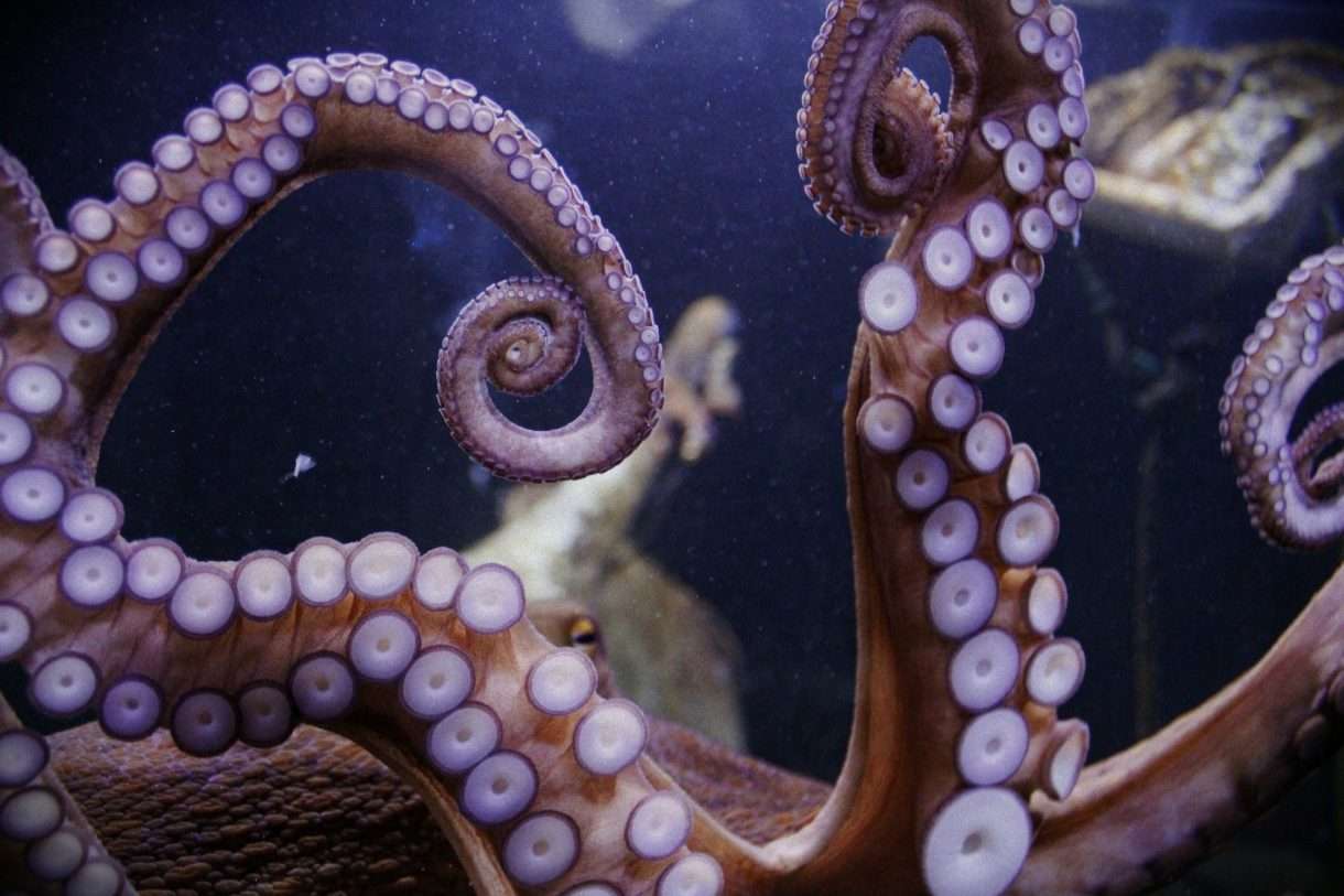 Oktopus