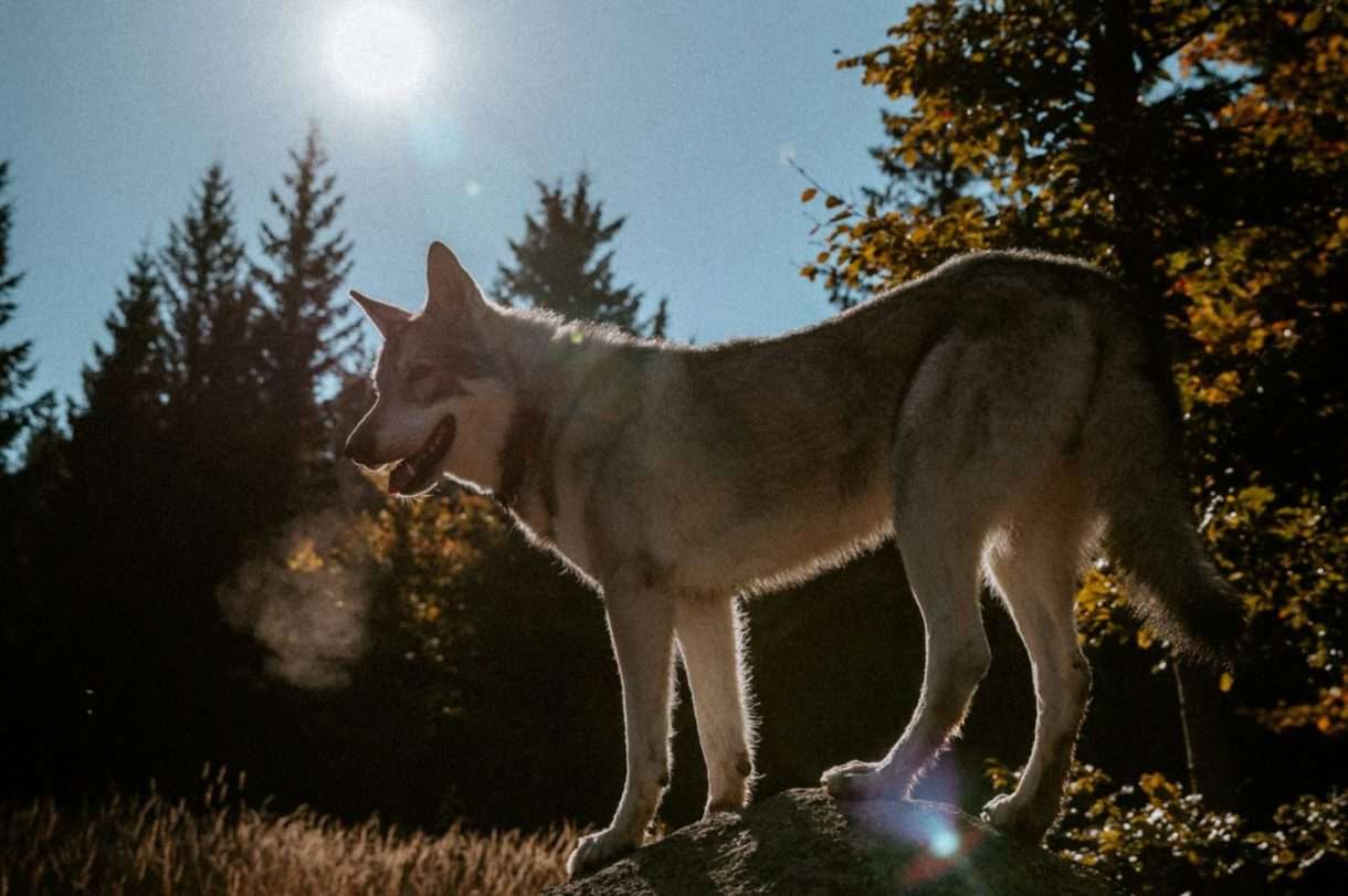 Wolfalarm in der Normandie: 23 Nutztiere bei Mont-Saint-Michel gerissen
