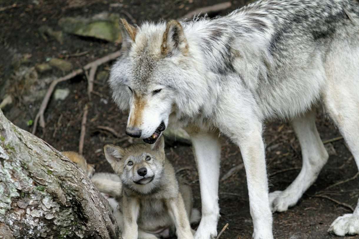 Bedrohung des Wolfes in Frankreich – Ein wachsendes Problem