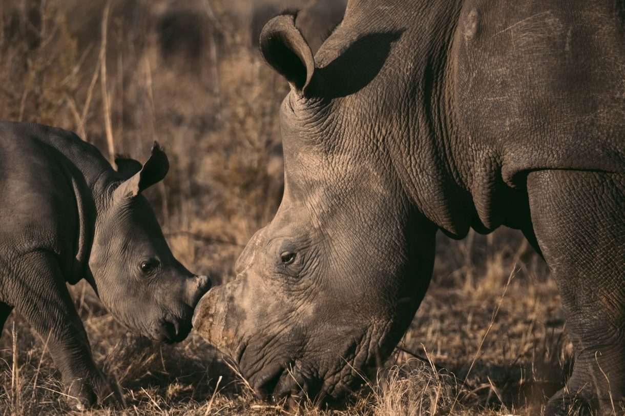 Ein historisches Highlight im Zoo von Montpellier: Geburt eines weißen Nashorns