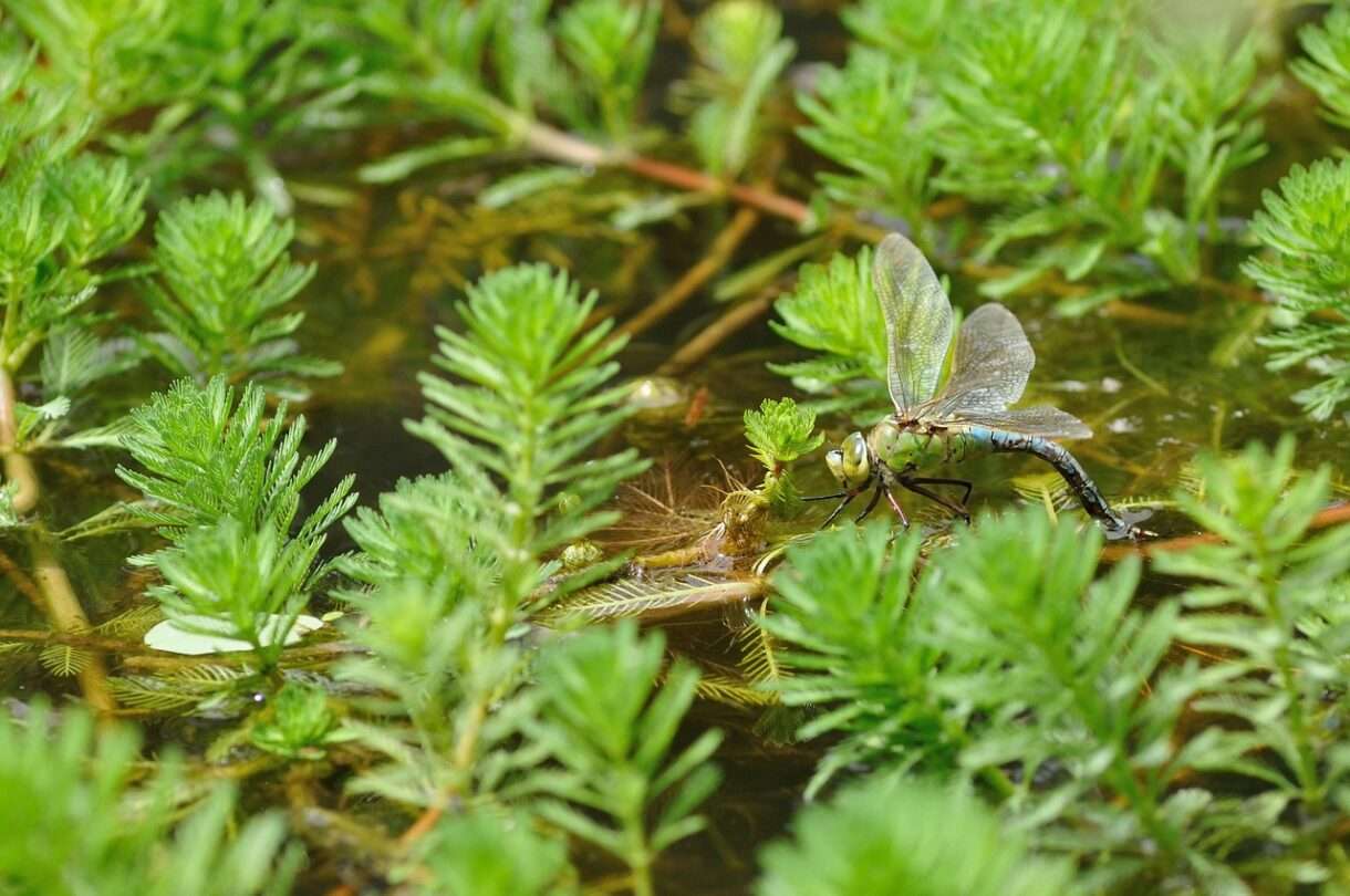 Myriophyllum_invasive_Wasserpflanze