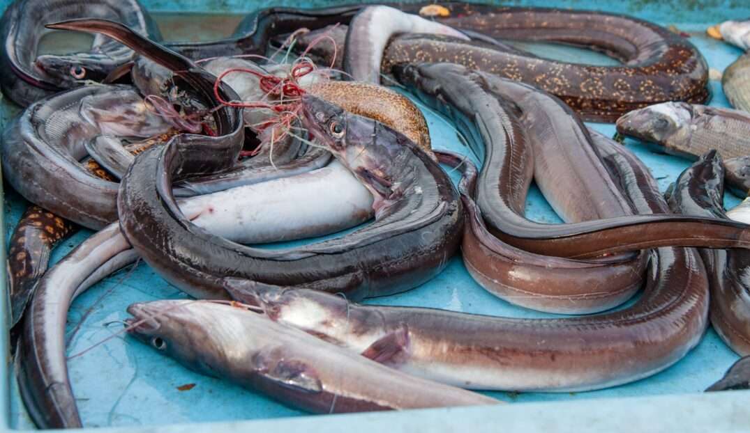 Aale_Fische
