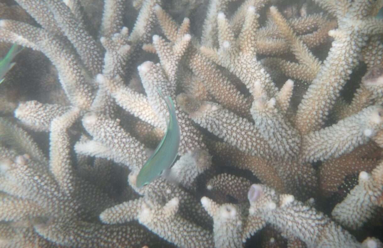 Die Bedrohung des Great Barrier Reefs: Rekordtemperaturen im Korallenmeer