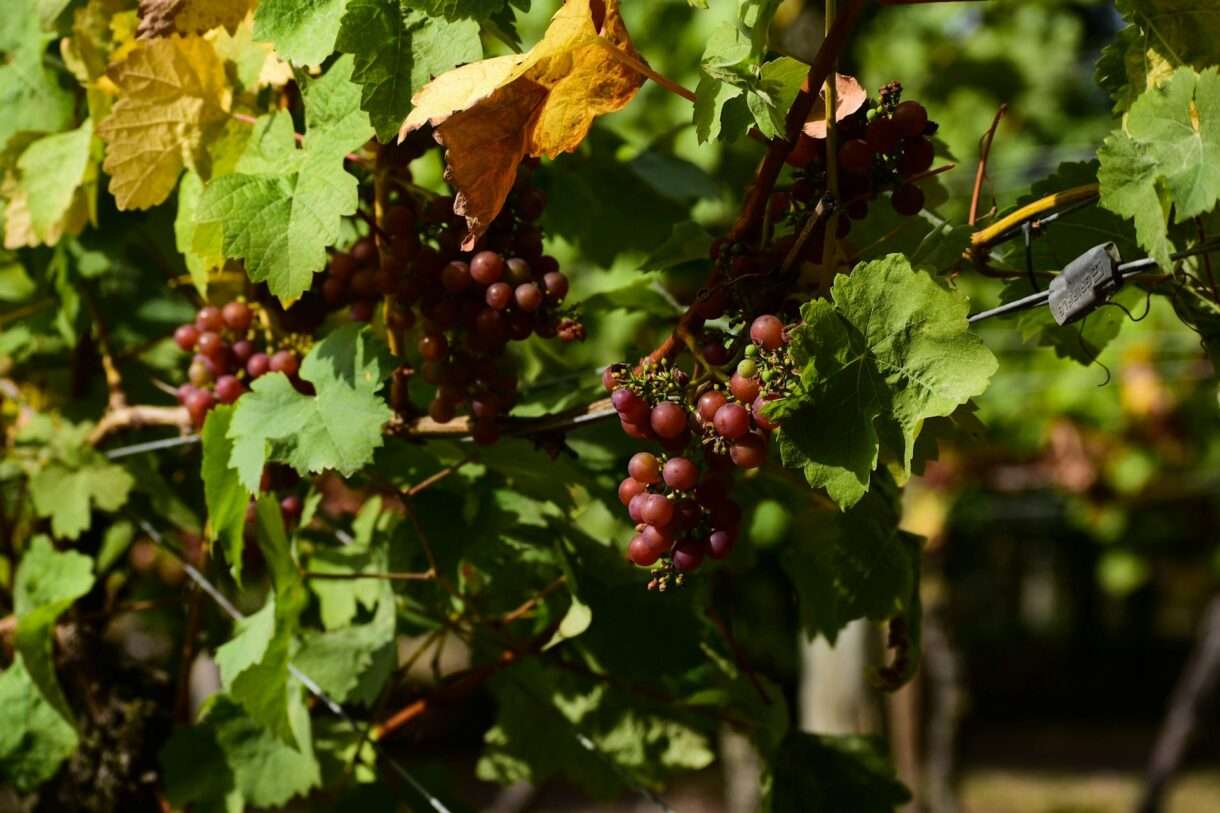 Wein_Trauben