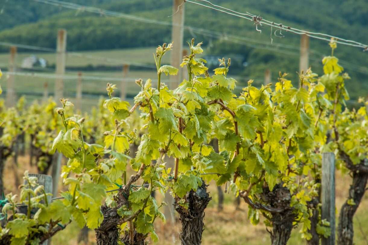 Geheimakte Pestizide: Warum ein brisanter Bericht über Frankreichs Weinberge unter Verschluss bleibt
