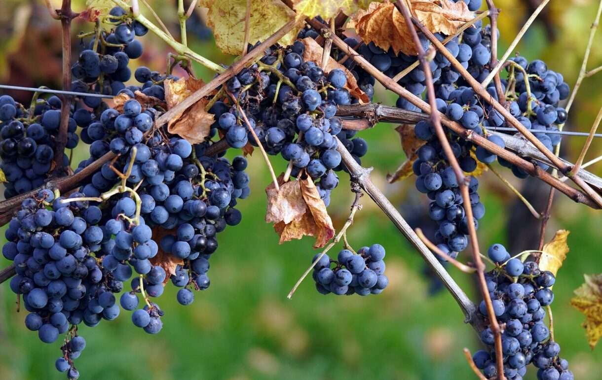 Weingut_Weintrauben