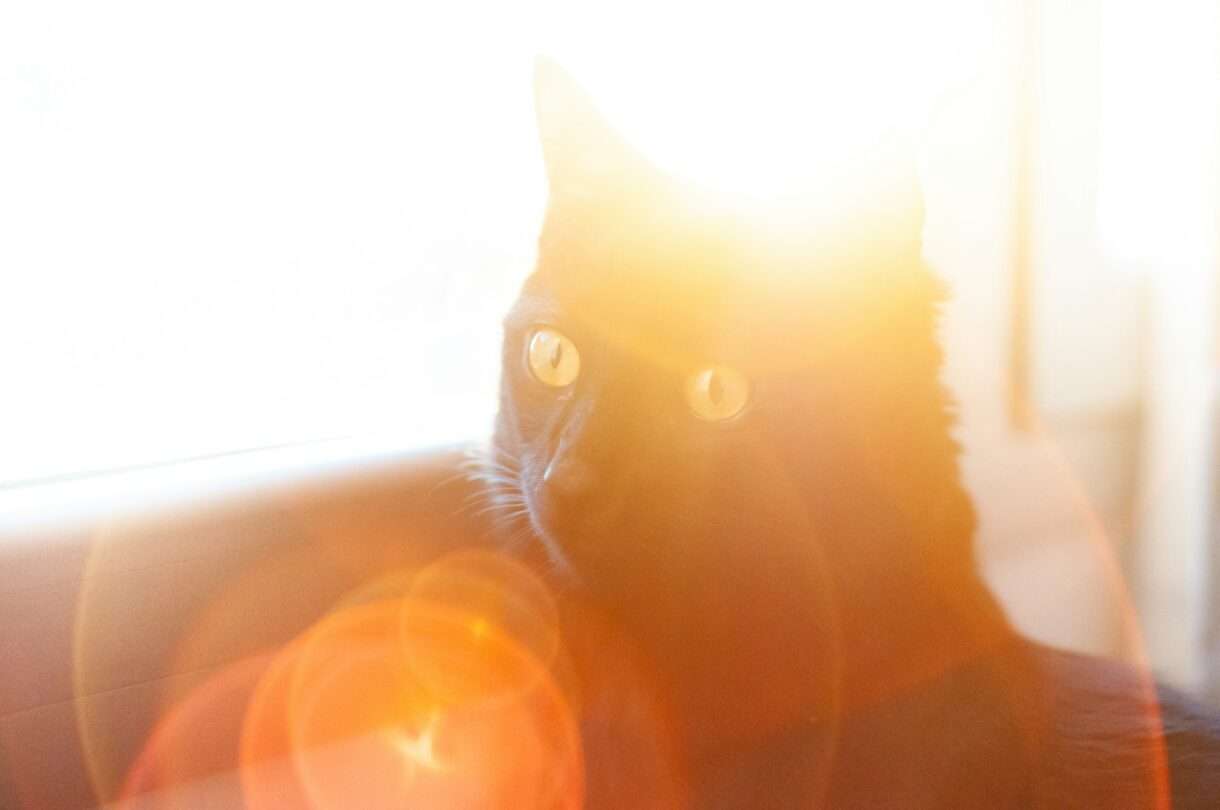 Katze_Hitze