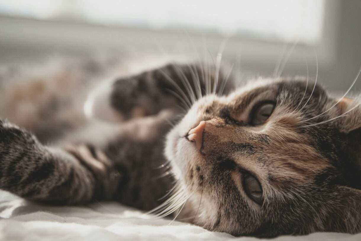 Katze