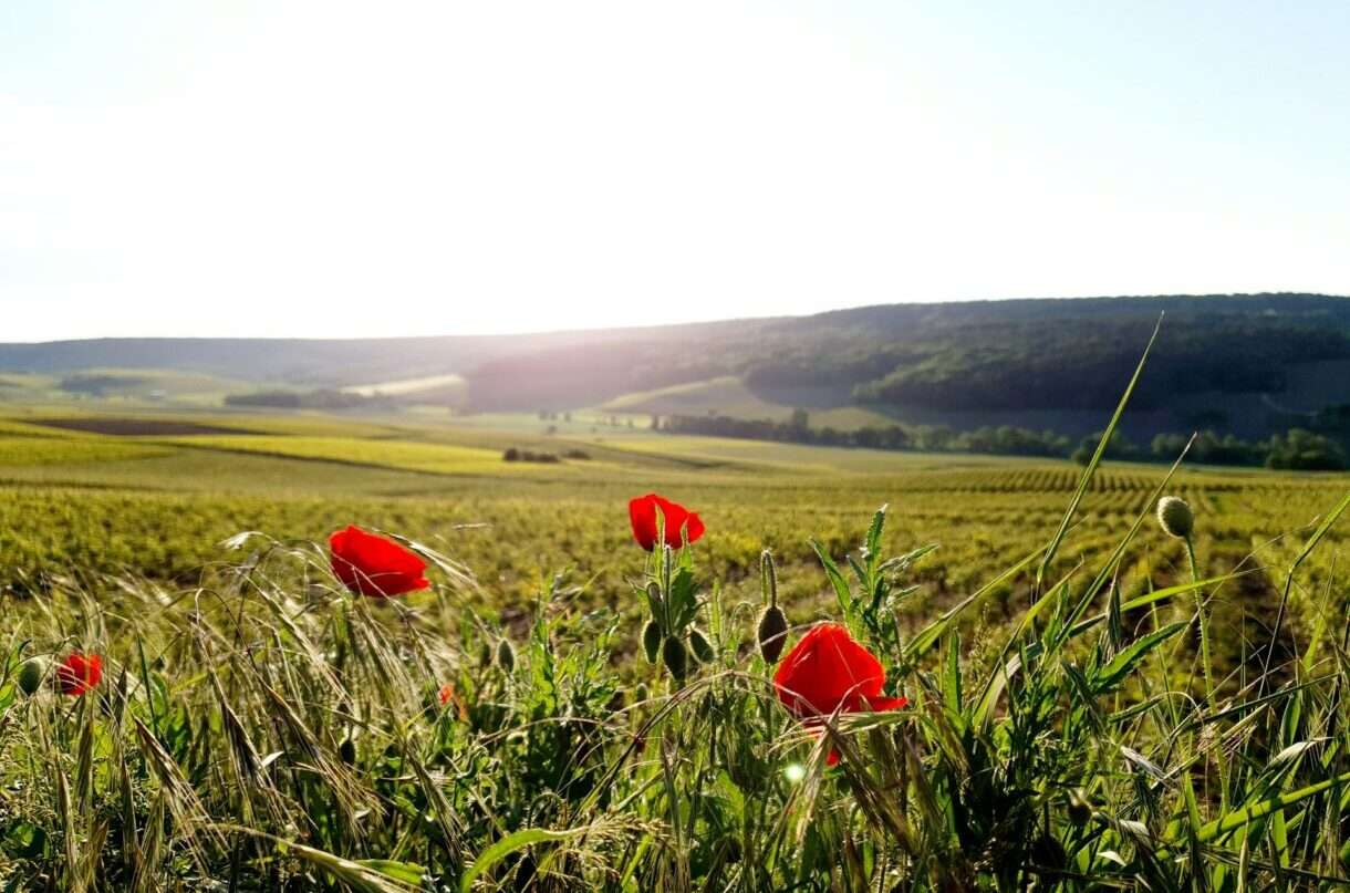 Champagne_Weinberge