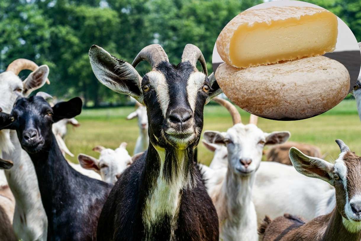 Ziegen_Käse