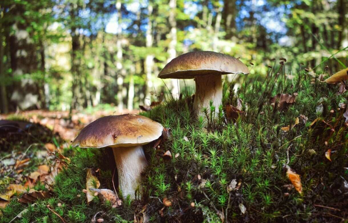 Pilze finden wie ein Profi – oder doch lieber geheim halten?