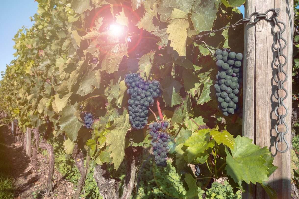 Trauben_Weinrebe
