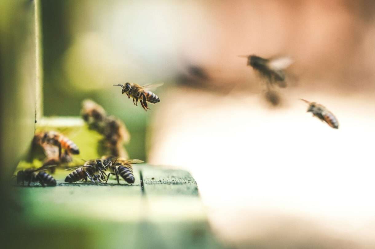 Bienenstock_Bienen