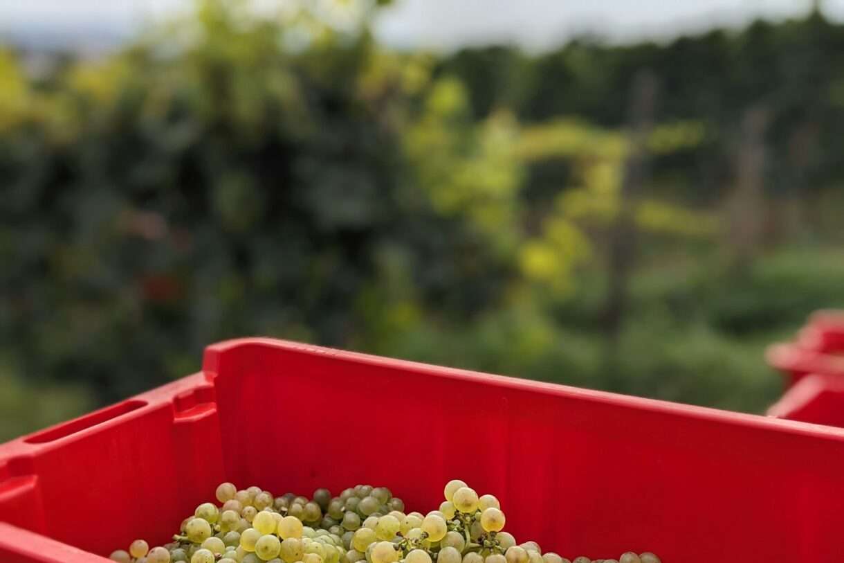 Weintrauben_Weinlese