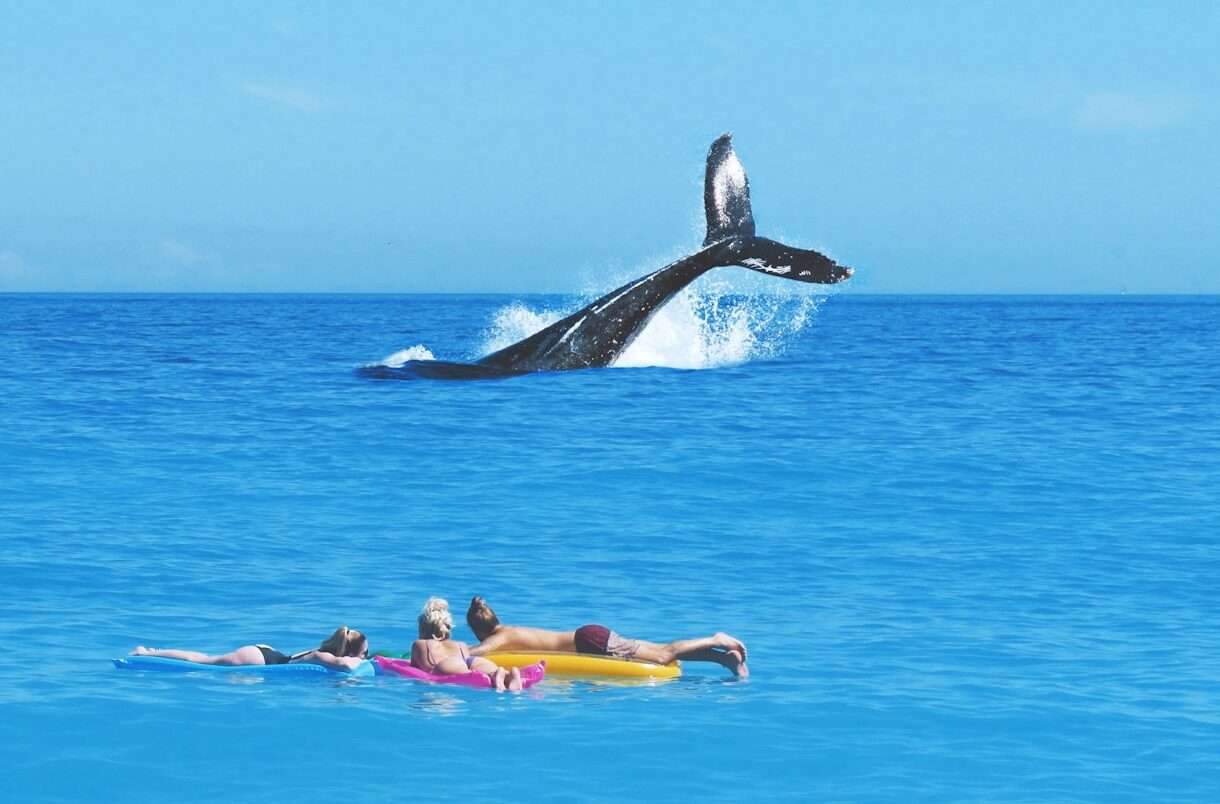 La Réunion: Strenge Überwachung zum Schutz der Wale in Zeiten des Klimawandels