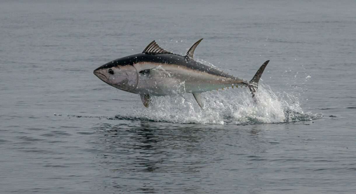 Thunfisch
